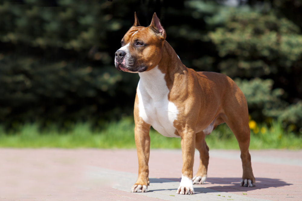 American Staffordshire Terrier