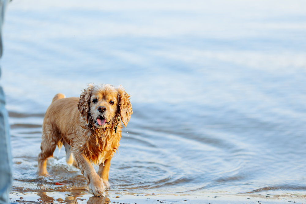 Amerikanischer Cocker Spaniel