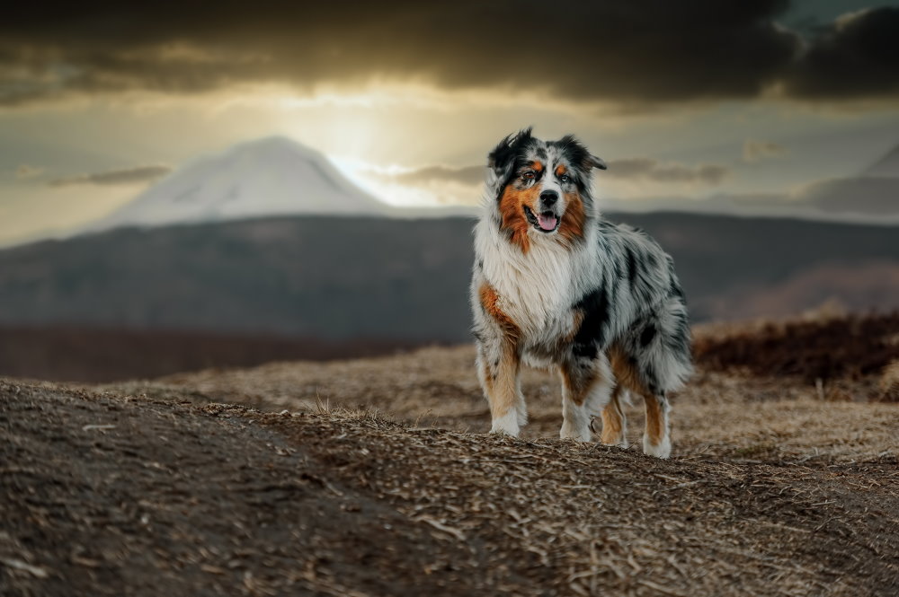 Australian Shepherd