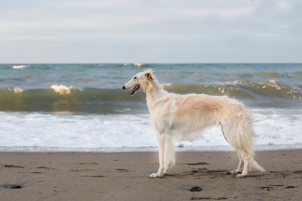 Russischer Borzoi-Hund