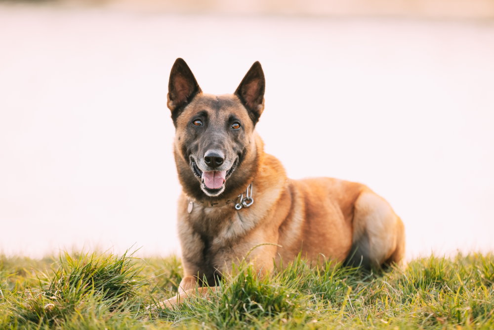 Belgischer Schäferhund