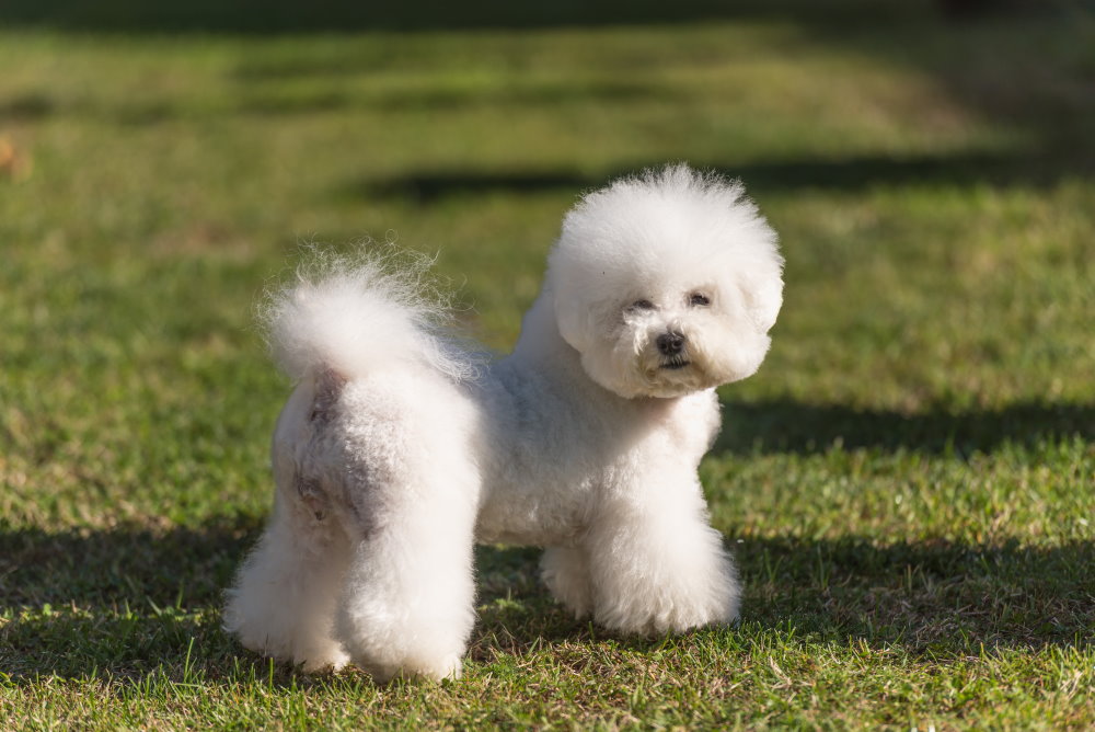 Bichon Frise