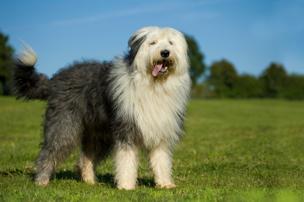 Bobtail