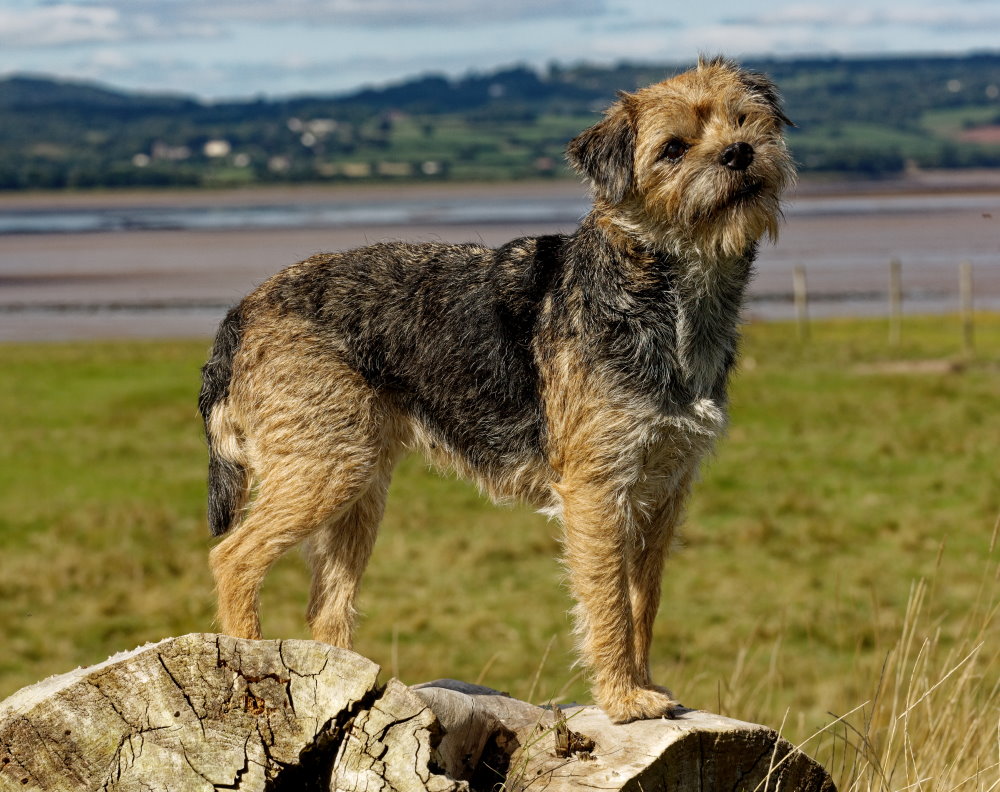 Border Terrier