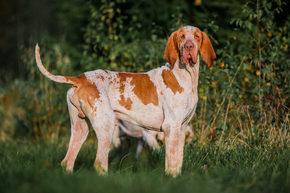 Bracco Italiano