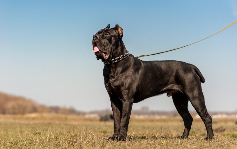 Cane Corso