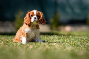 Cavalier King Charles Spaniel