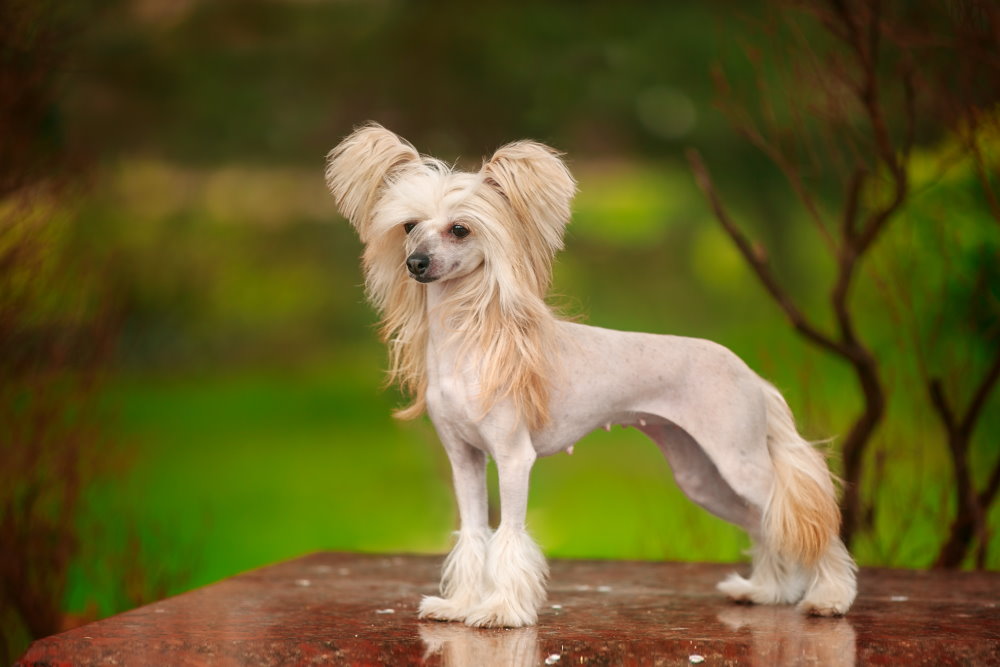 Chinesischer Stachelhund