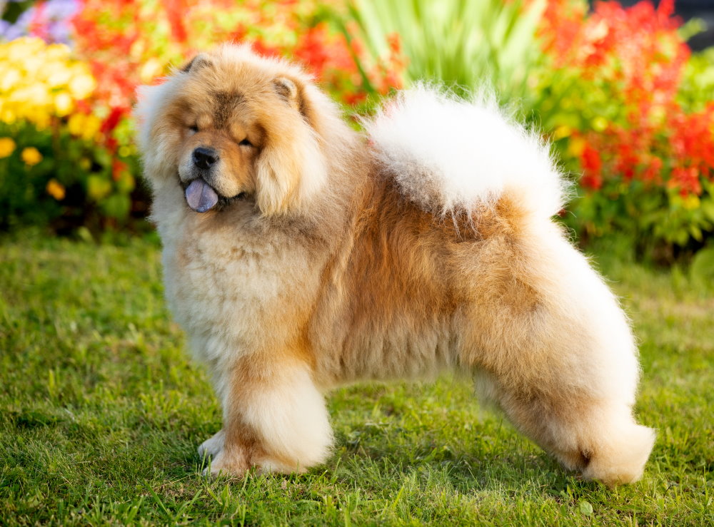 Chow-Chow