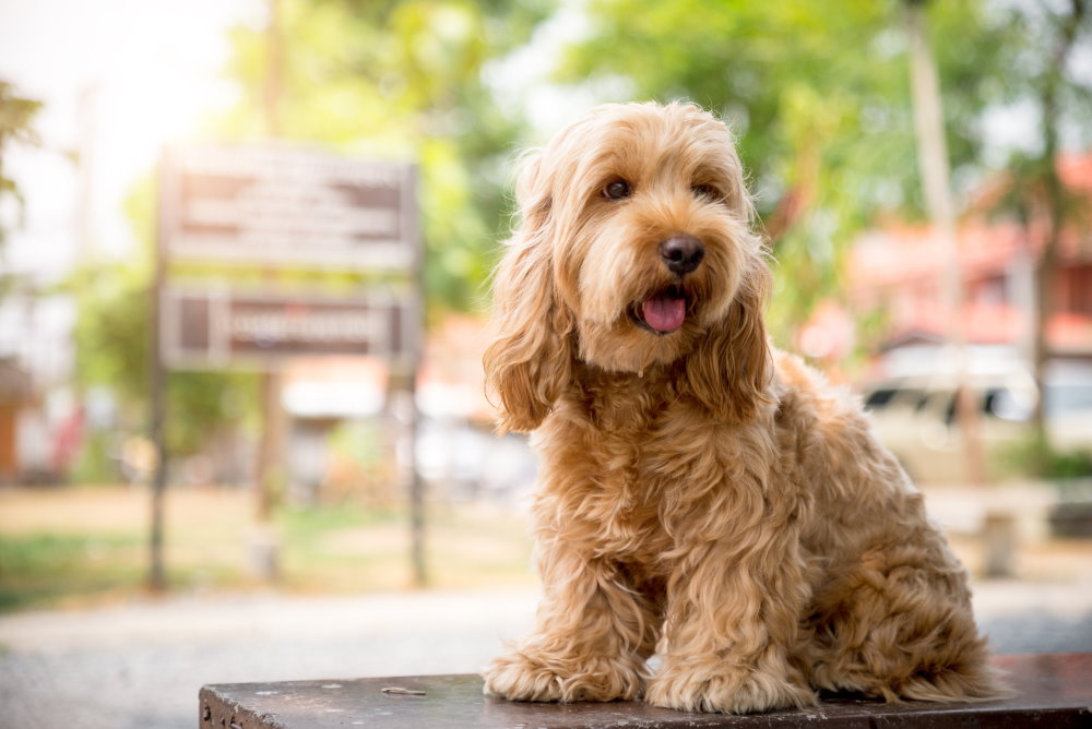 Cockapoo