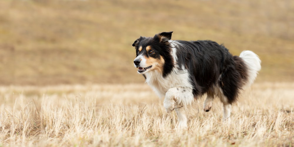 Collie