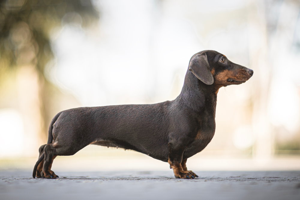 Dachshund