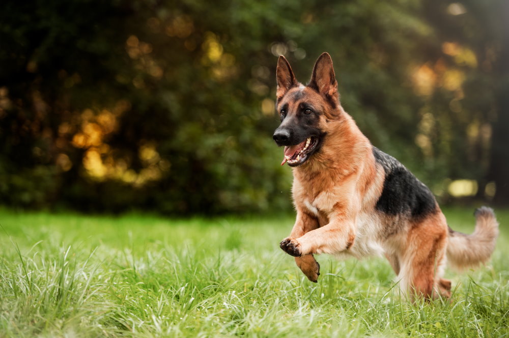 Deutscher Schäferhund