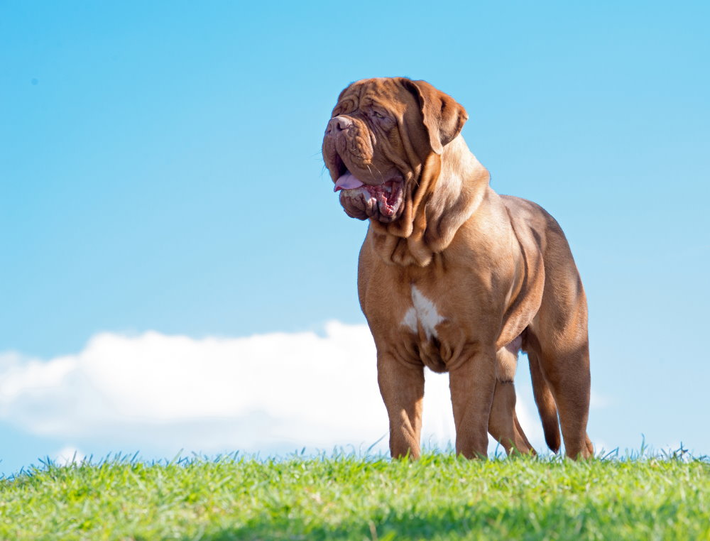 Dogue de Bordeaux