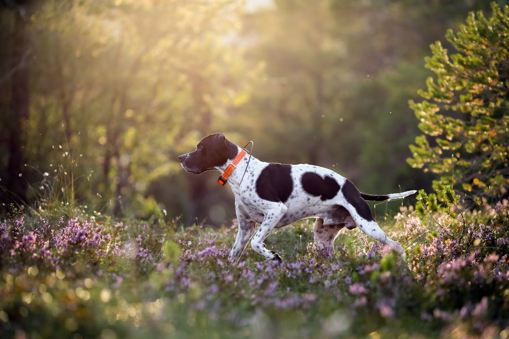 English Pointer