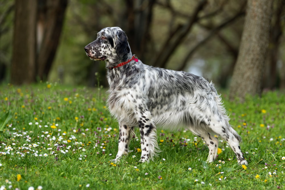 English Setter