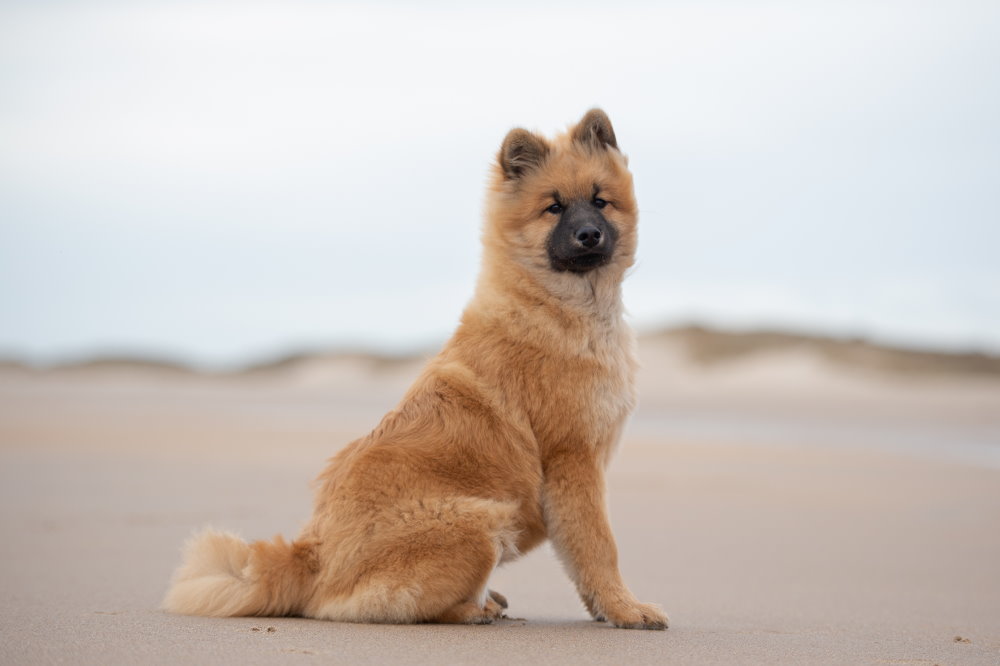 Eurasier