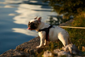 Französische Bulldogge