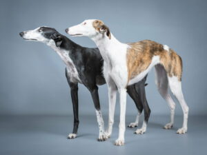 Galgo Español