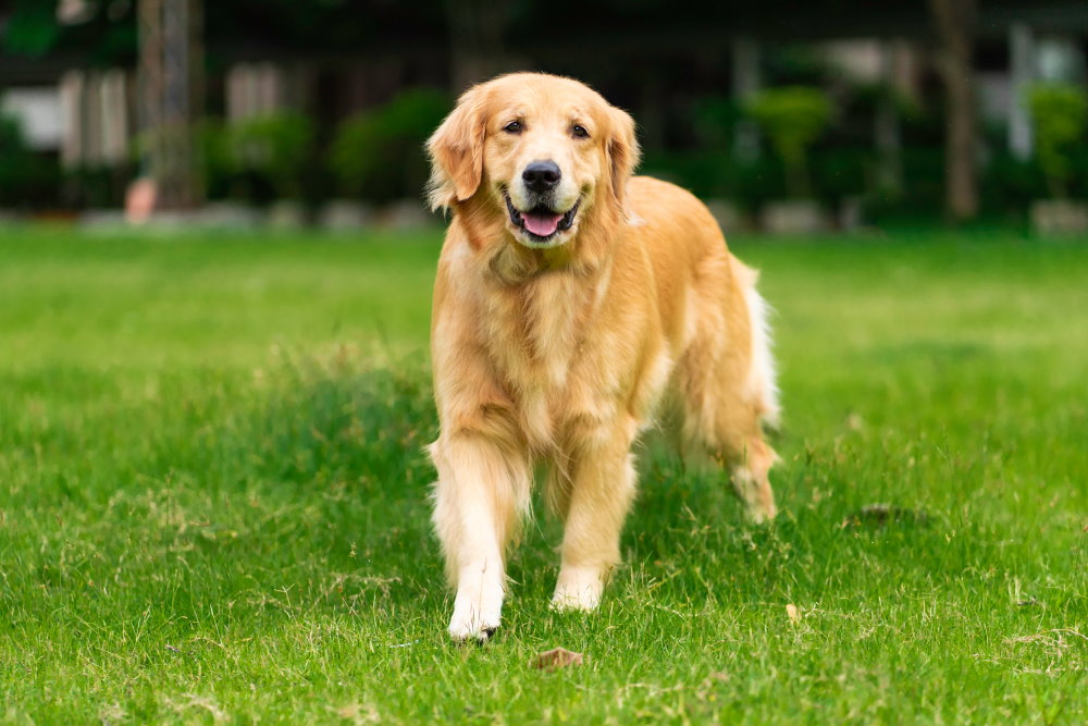 Golden Retriever