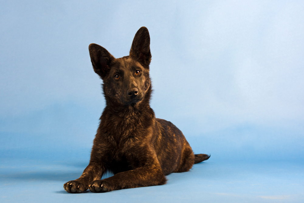 Holländischer Schäferhund