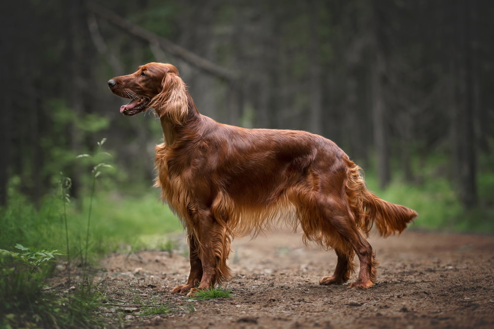 Irish Setter