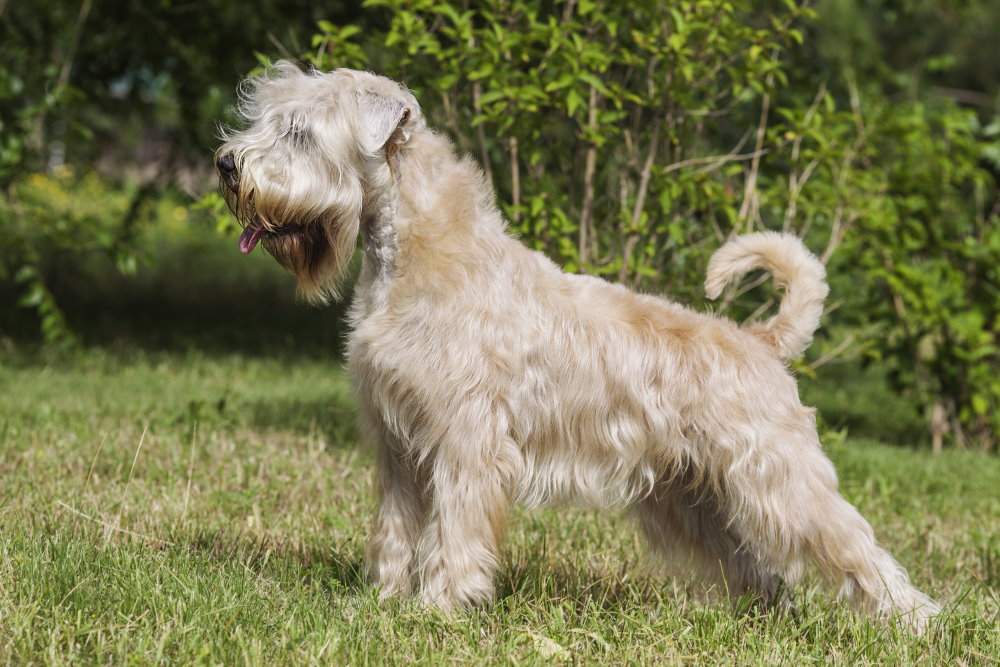 Irish Soft Coated Wheaten Terrier