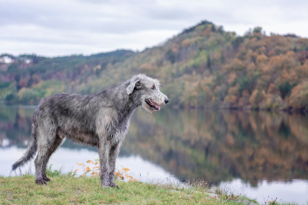 Irish Wolfhound