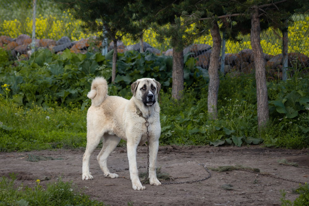 Anatolischer Hirtenhund (Kangal)