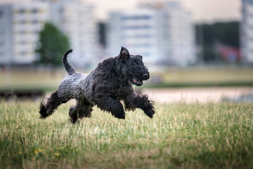 Kerry BIue Terrier