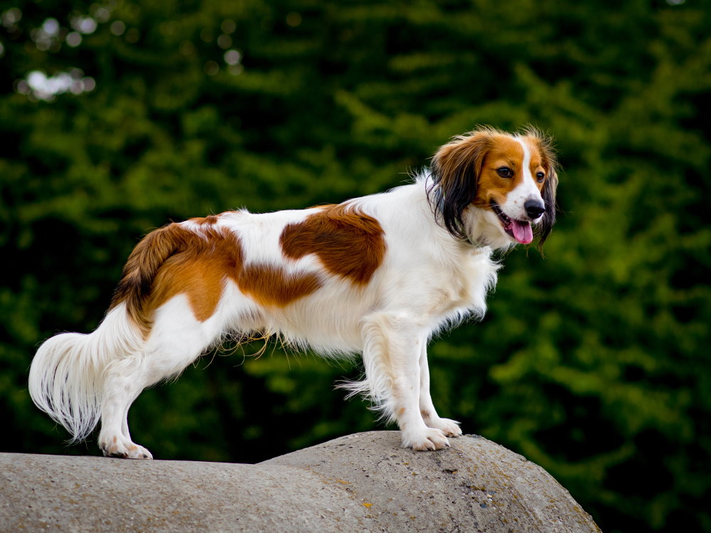 Kooikerhondje