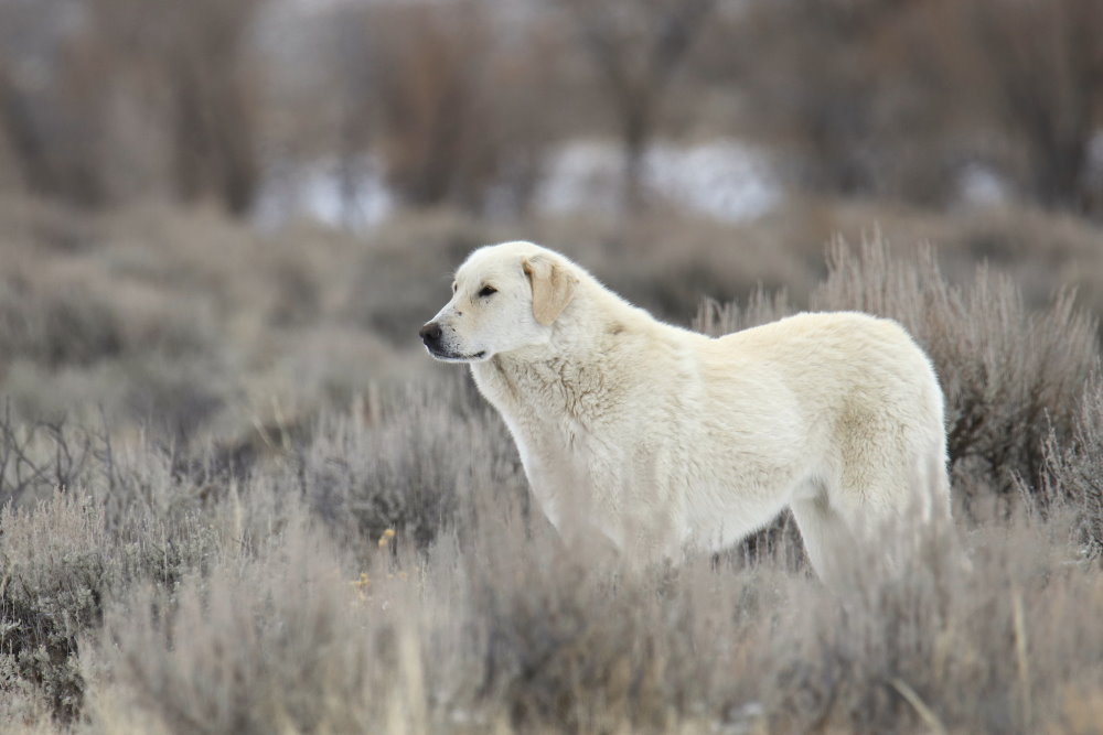 Kuvasz