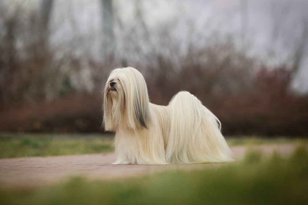 Lhasa Apso