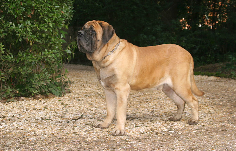 Mastiff