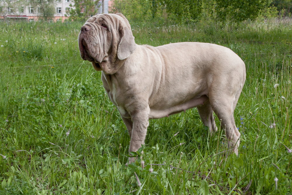 Mastino Napoletano