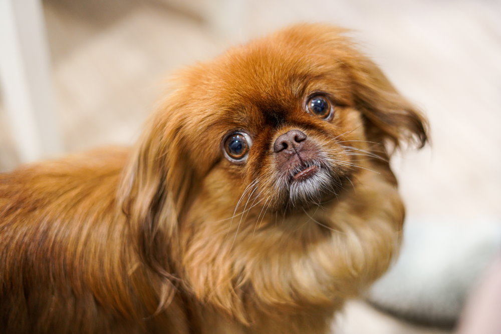 Pekingese