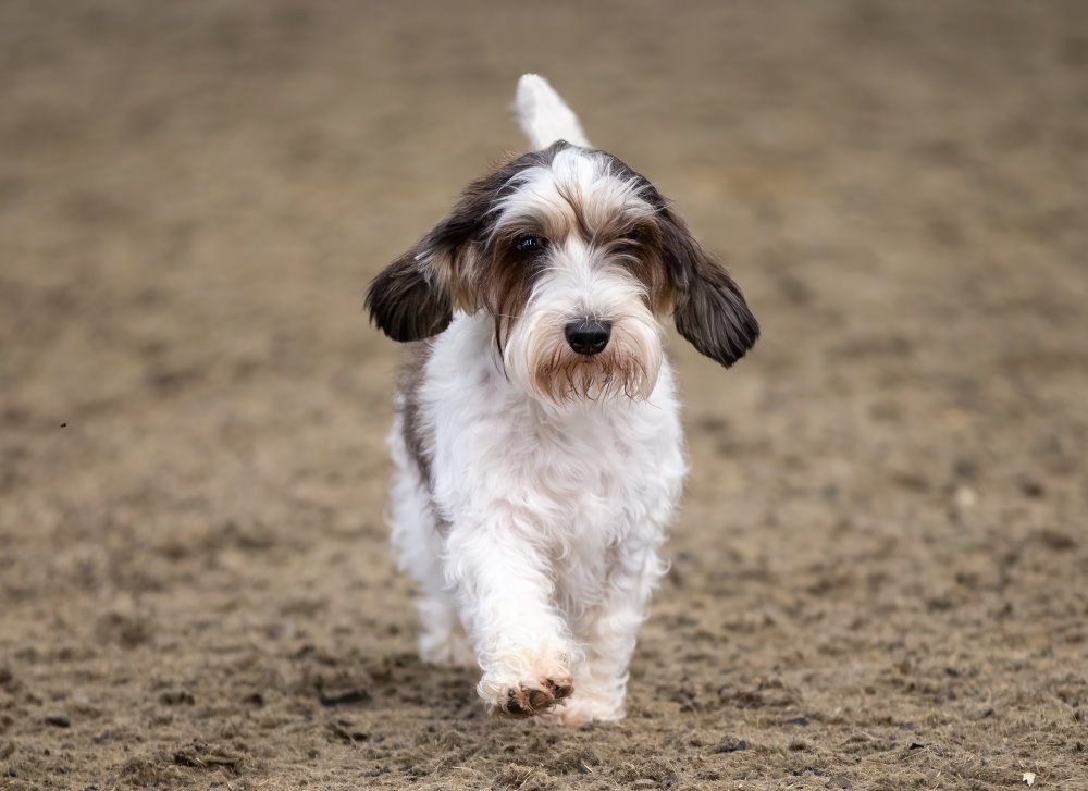 Petit Basset Griffon Vendéen