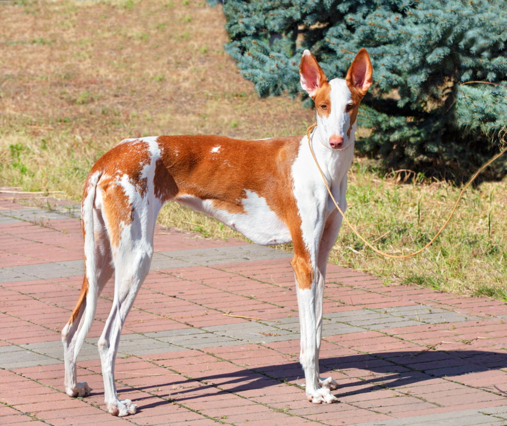 Podenco Ibicenco