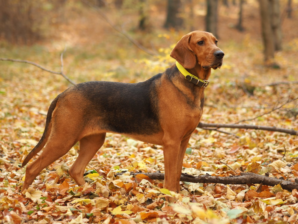 Polish Hound