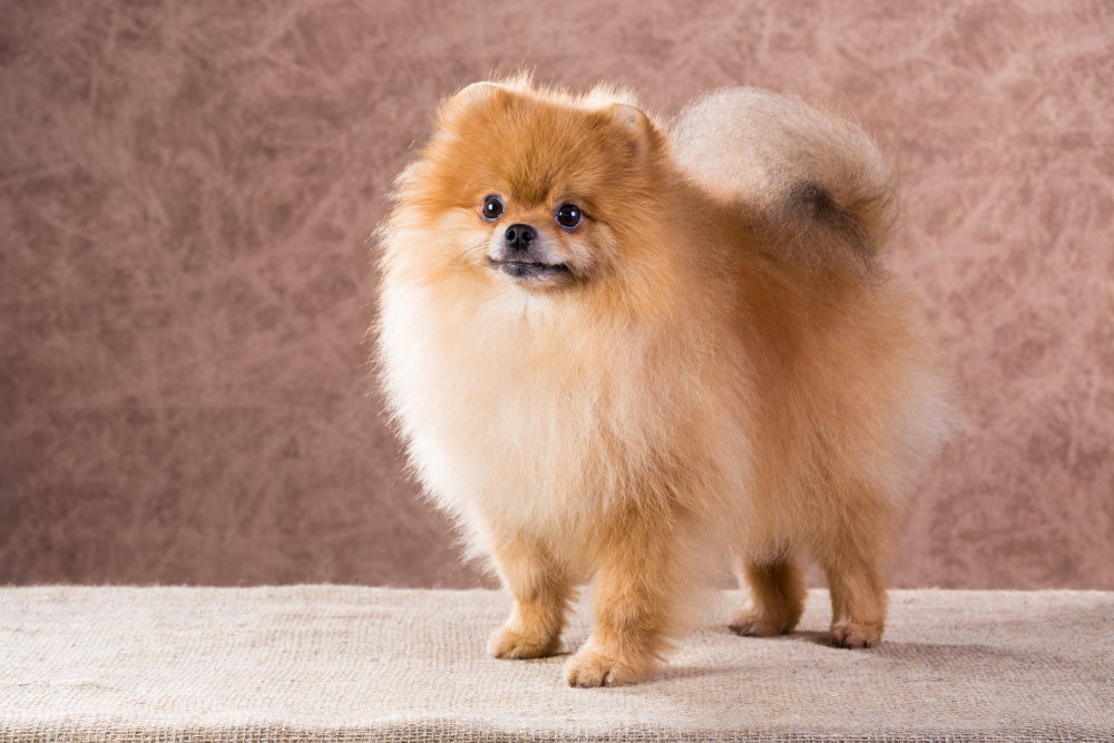 Pomeranian Zwergspitz