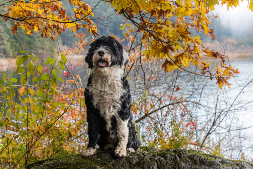 Trüffelhund