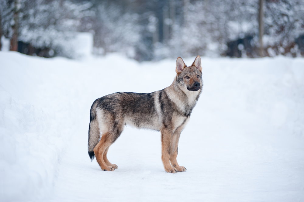 Saarloos Wolfhond