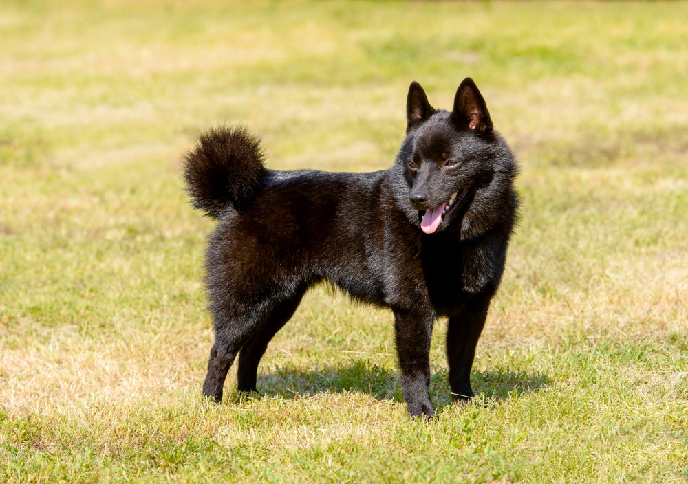 Schipperke