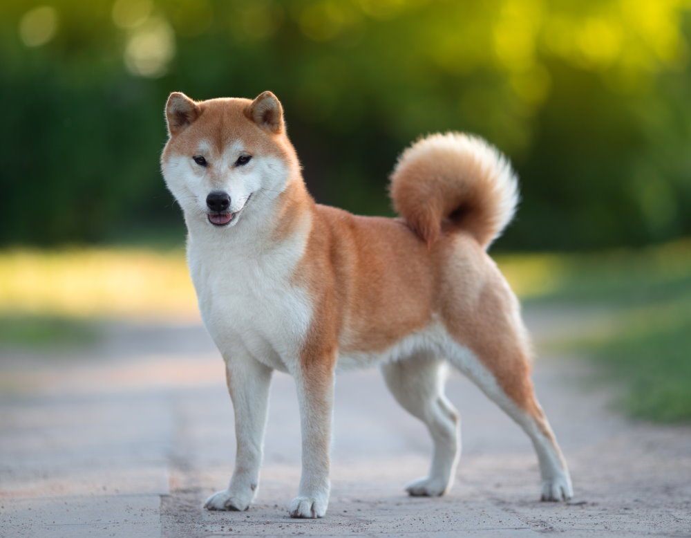 Shiba-Inu