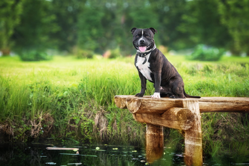 Staffordshire Bullterrier