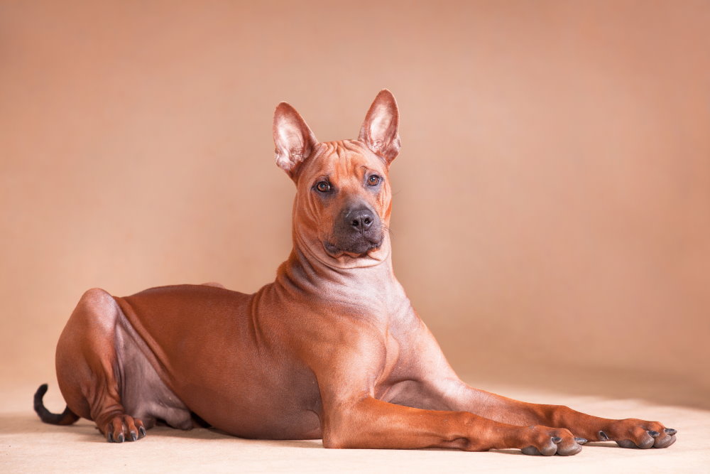 Thailand Ridgeback