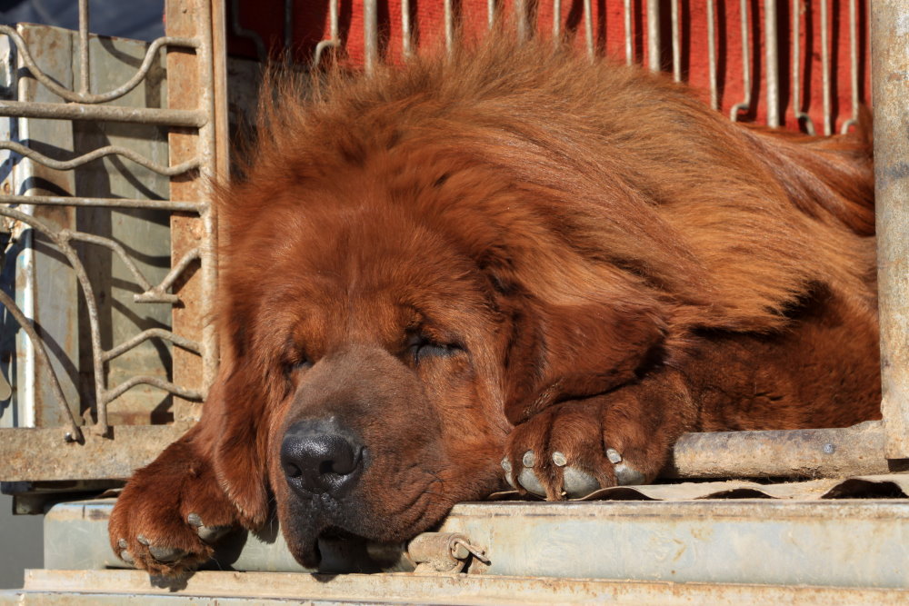 Tibet Mastiff