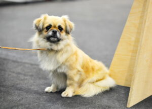 Tibet Spaniel