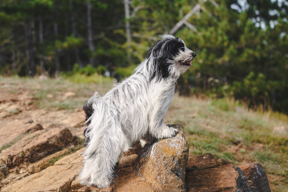 Tibet Terrier