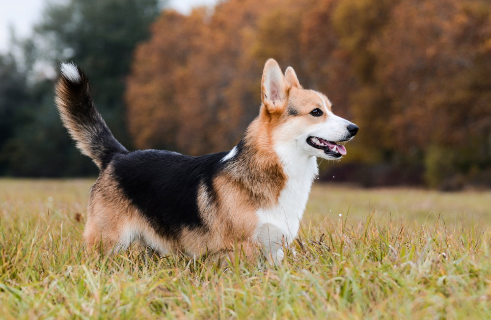 Welsh Corgi – Pembroke